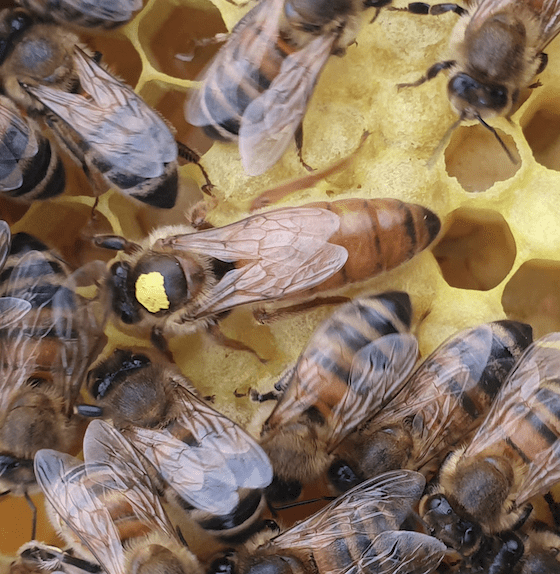 Queen on sale bee sale