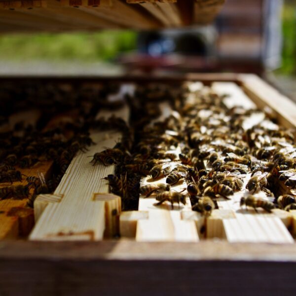 Northumberland Honey Co Bees