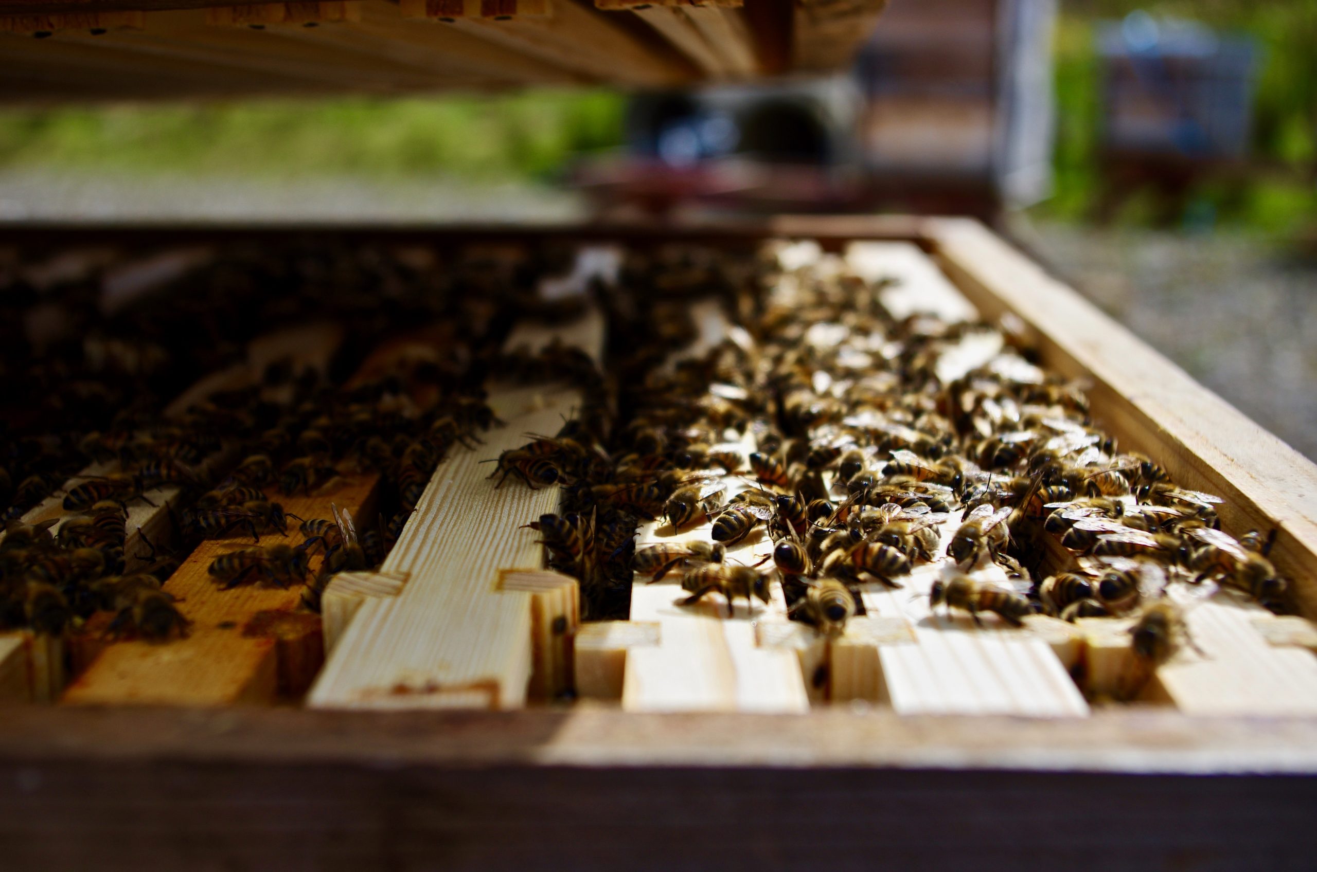 Northumberland Honey Co Bees