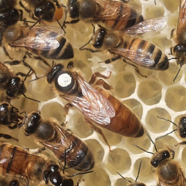 Queen Bees For Sale