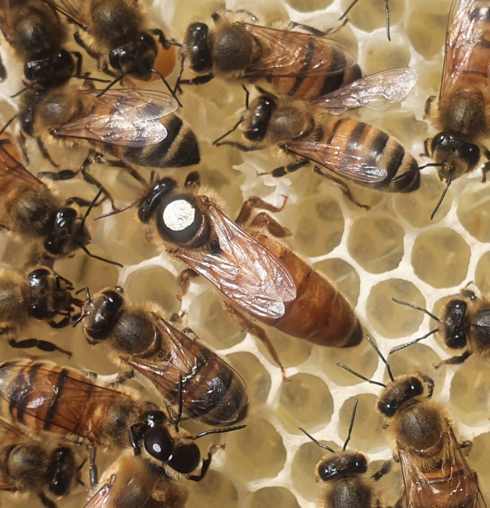 Northumberland Buckfast Queen Bee