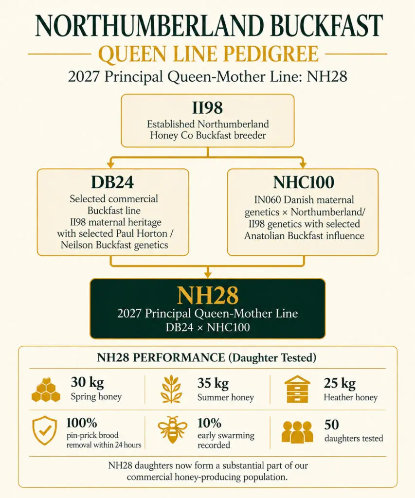 Northumberland Buckfast queen bee pedigree showing II98, DB24 and NHC100 breeding lines leading to the NH28 queen-mother line