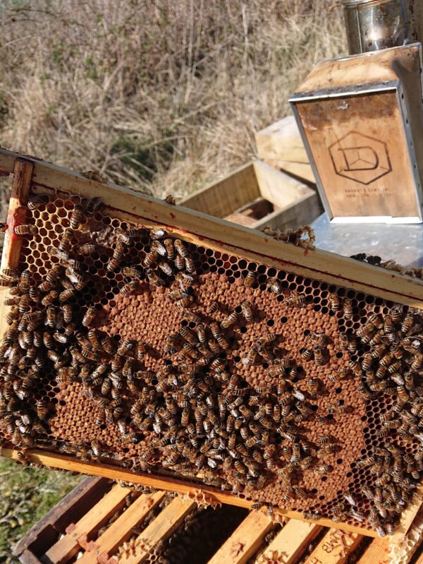 Mated Buckfast Queens For Sale UK