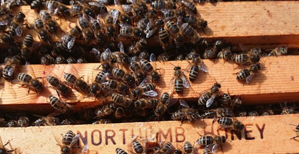 British Black Bees | Northumberland Honey Co | Native Bees
