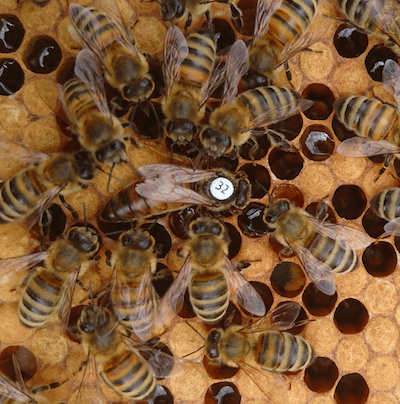 Buckfast Queen Bee For Sale