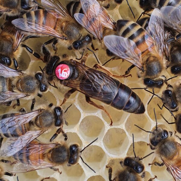 Buckfast Queen Bee Mated Buckfast Queen Bees For Sale