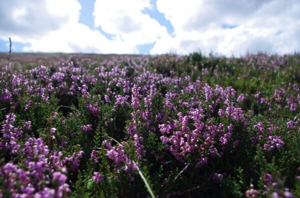Heather Flowers | Heather Moors Beekeeping