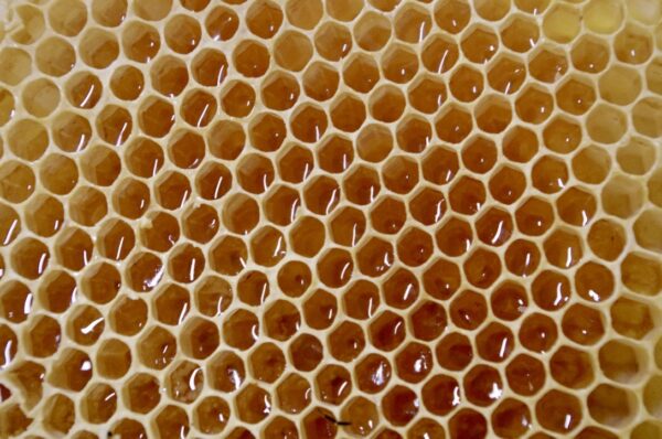 Honey in the comb