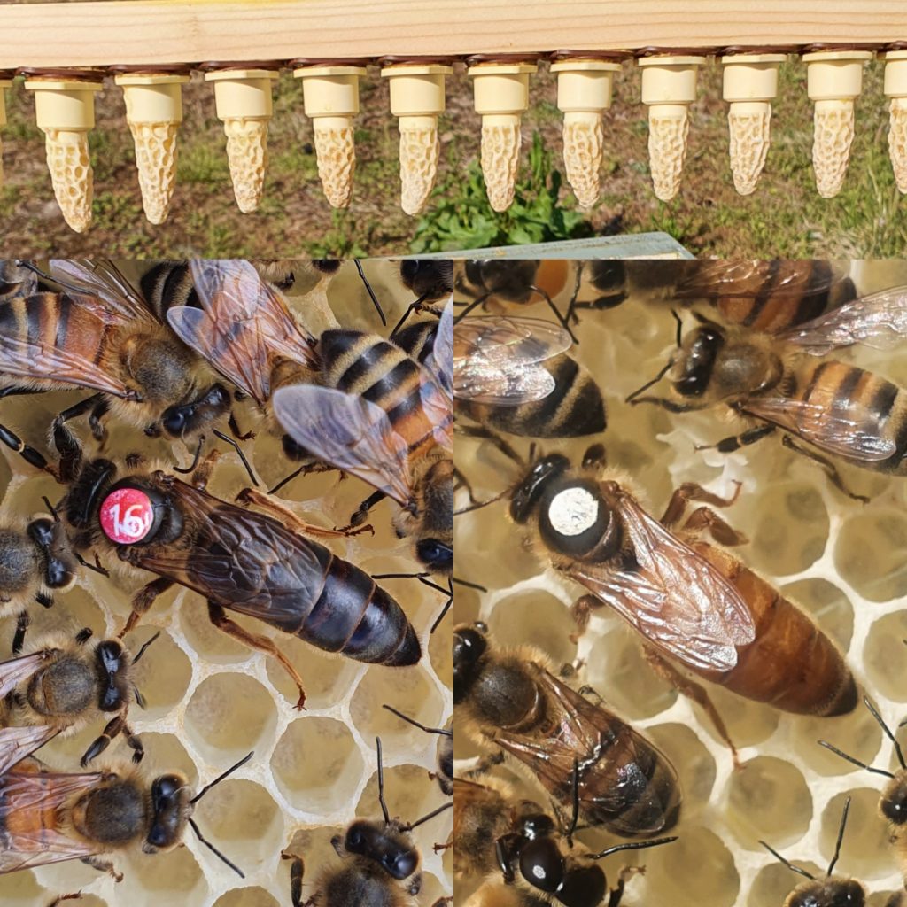 Queen Bees for Sale