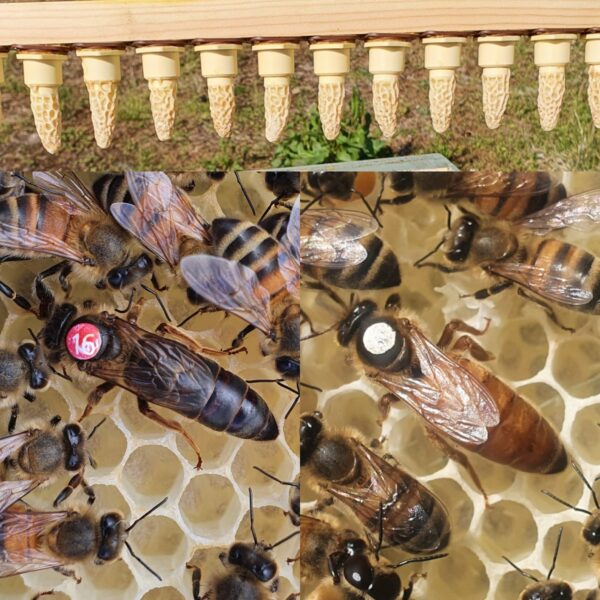 Queen Bees for Sale