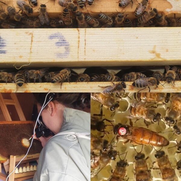 Queen Bees For Sale | Queen rearing Northumberland Honey