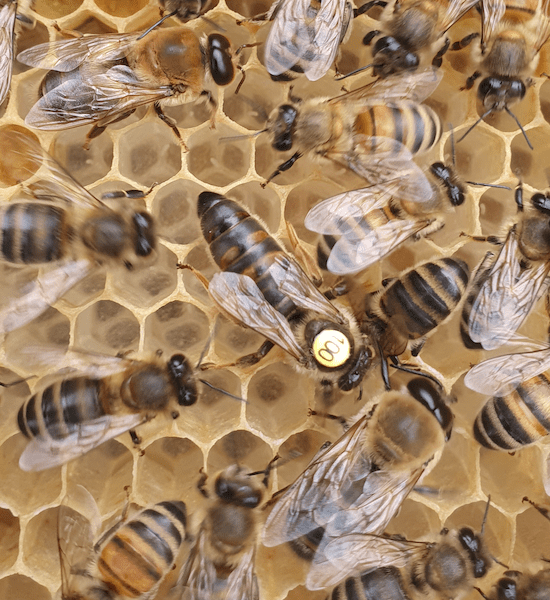 Dark Instrumentally Inseminated Queen Bee