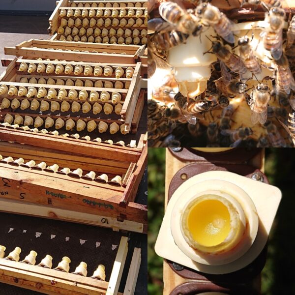 grafting into beeswax cell cups