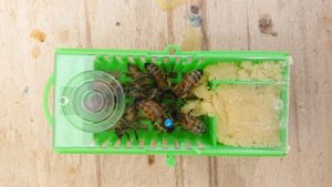 Queen Bee Shipping Cage | Queen Introduction