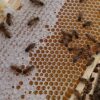Benefits of Eating Honey | Benefits of Raw Honey