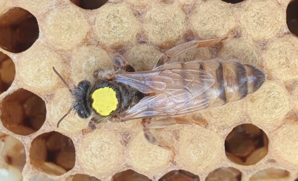 Virgin Queen Bee | Buckfast | British Buckfast | Northumberland Buckfast