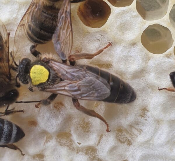 Virgin Queen | Dark Bee | British Black Bee