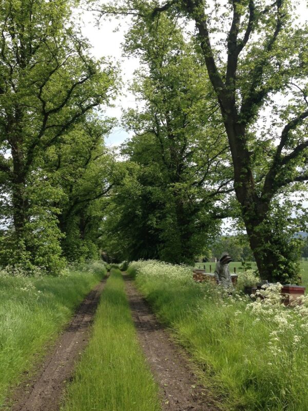 Lime Tree Avenue | Producing Runny Honey