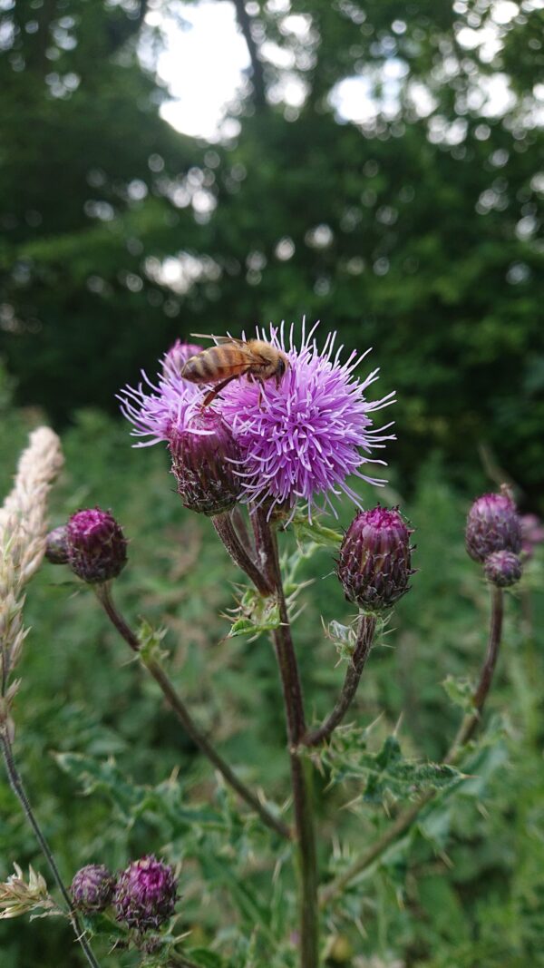Honey Bee on Thistle | Runny Honey