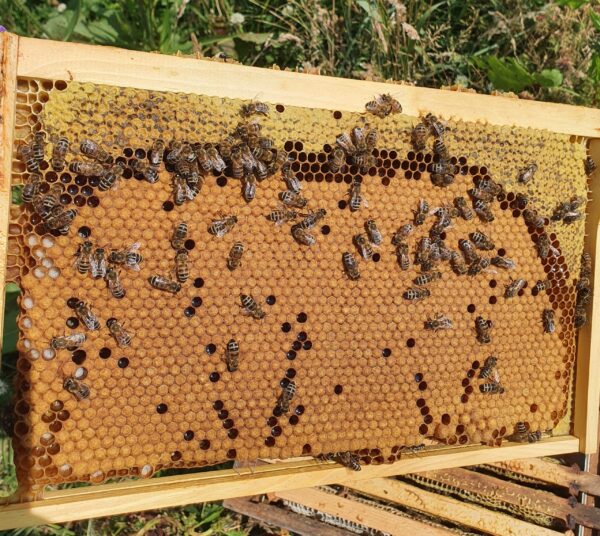 Overwintered Nucleus Colony For Sale | Northumberland Honey Company