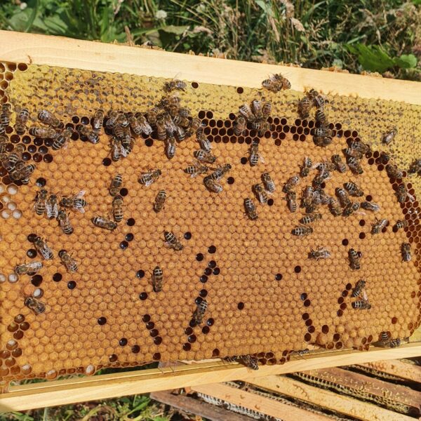 Overwintered Nucleus Colony For Sale | Northumberland Honey Company
