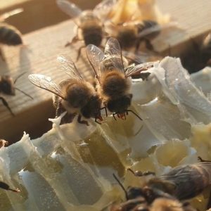 Honey | Pure Honey