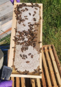 What is Raw Honey | Natural Honey