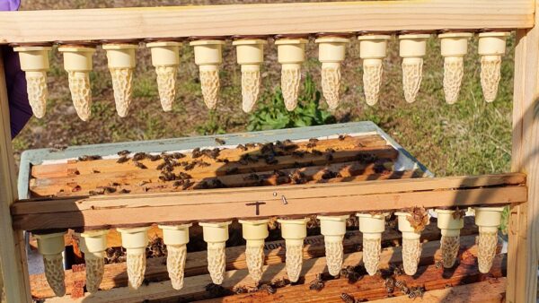 Queen Cells For Sale | Buy Queen Cells