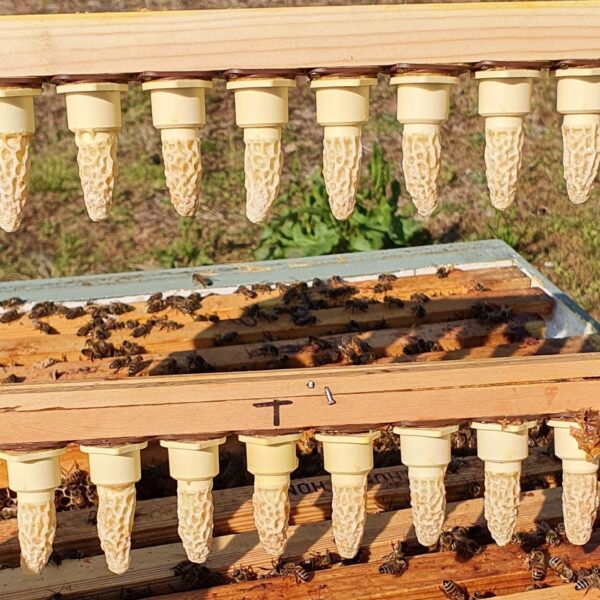 Queen Cells For Sale | Buy Queen Cells