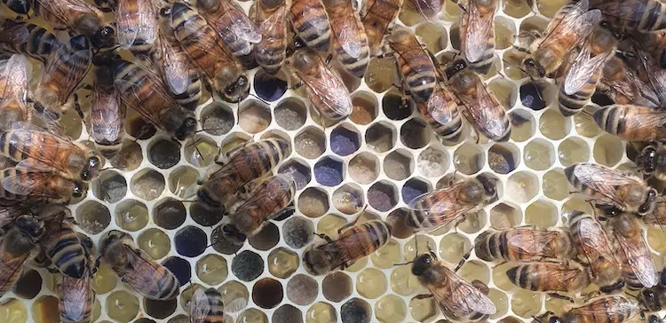 UK Honey | Where to Buy UK Honey