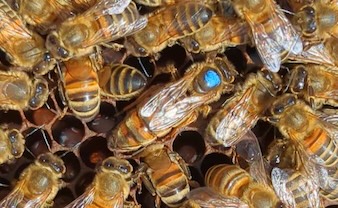 Queen Bees for Sale by Northumberland Honey Co