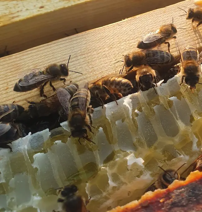 Hutch Family Honey Northumberland Honey Co