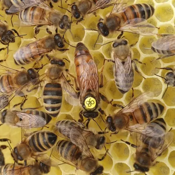 Northumberland Buckfast mated queen bee available for next day delivery