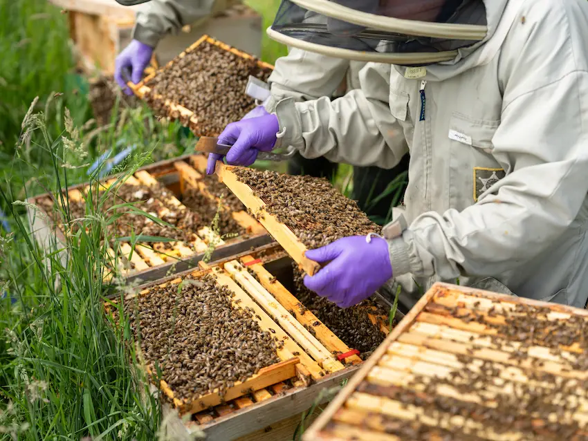 Producers of British, UK Honey Hutch Family Honey