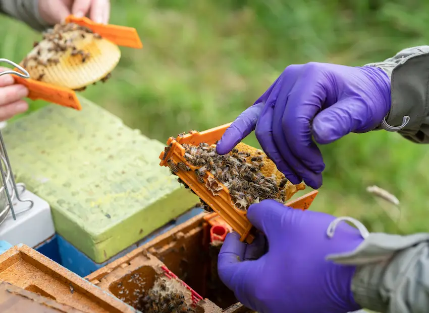 Luke Hutchinson Selecting Queen Bees for Breeding