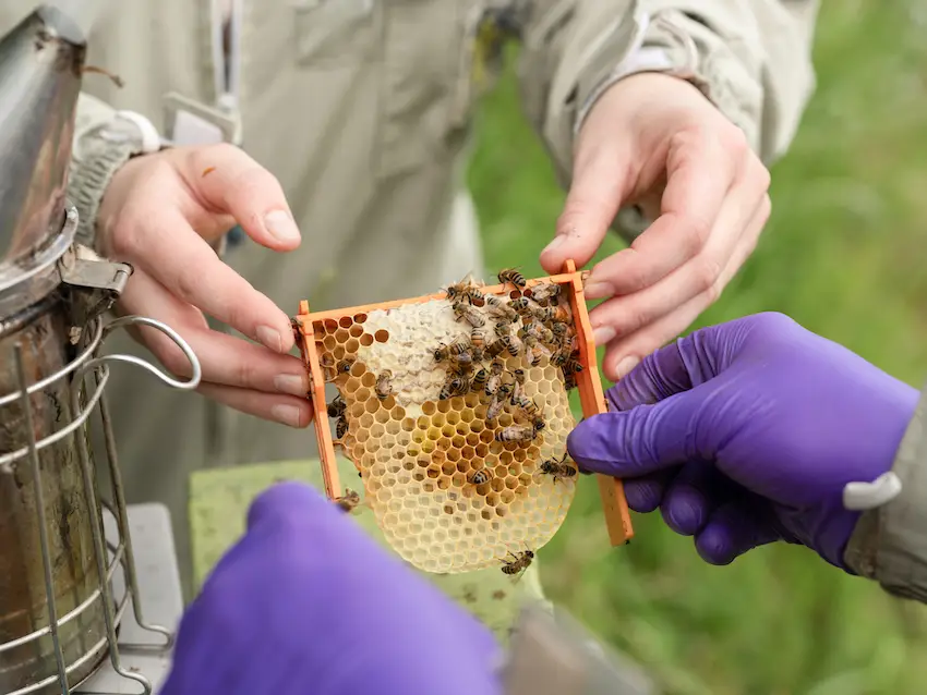 Suzanne 'Suzie' Hutchinson selecting queen bees