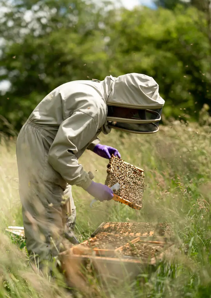 is raw honey heated? the view of a bee farmer
