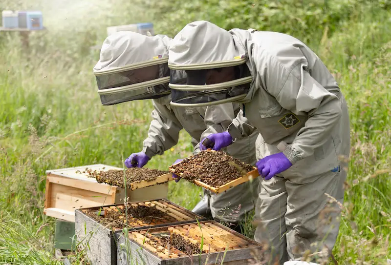 Honey and beeswax produced by Hutch Family Honey family bee farmers