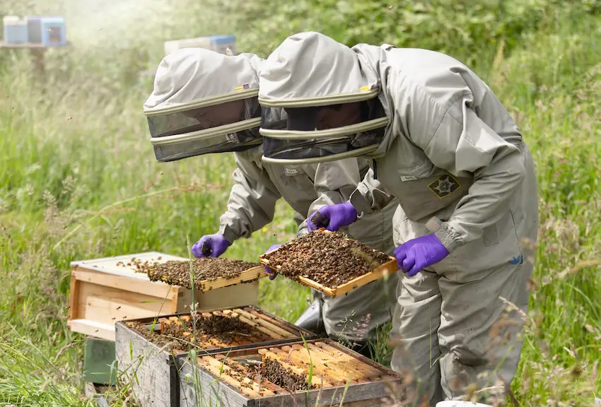 Luke and Suzie Hutchinson Inspecting Bees producing honey