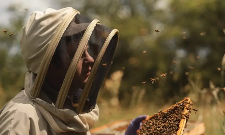 Raw Honey | Where to Buy the Best Raw Honey UK