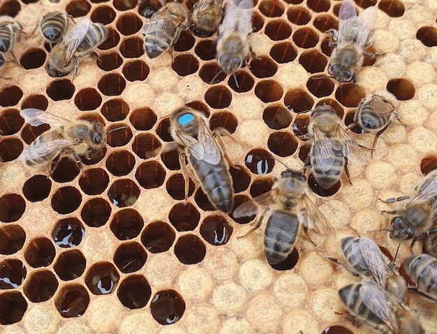 British Black queen bee from our Northumberland breeding programme