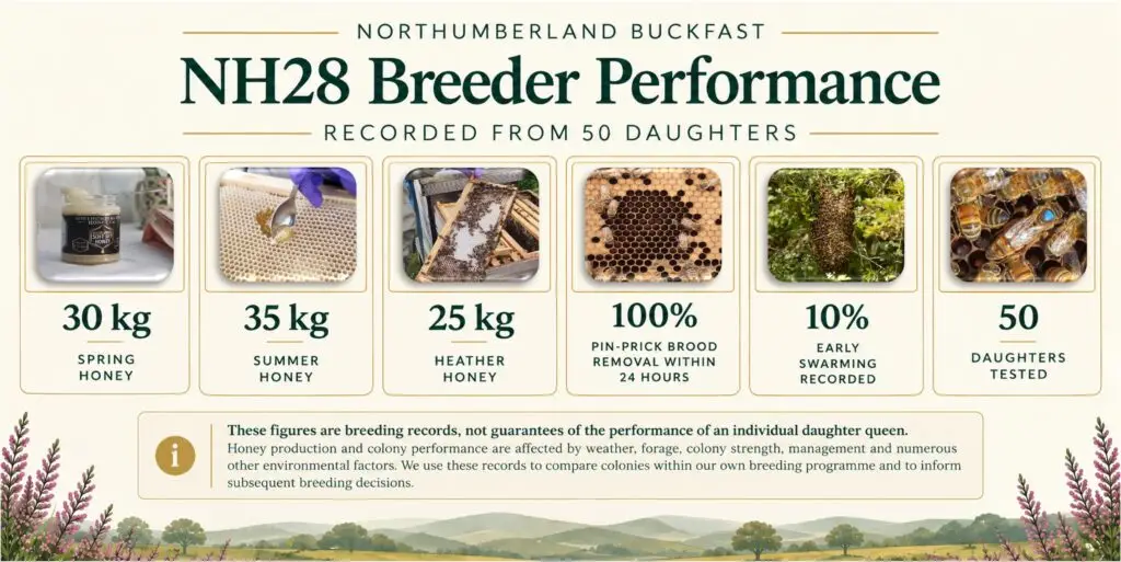 NH28 Northumberland Buckfast breeder performance showing honey yields, hygienic brood removal, swarming and 50 daughter colonies tested