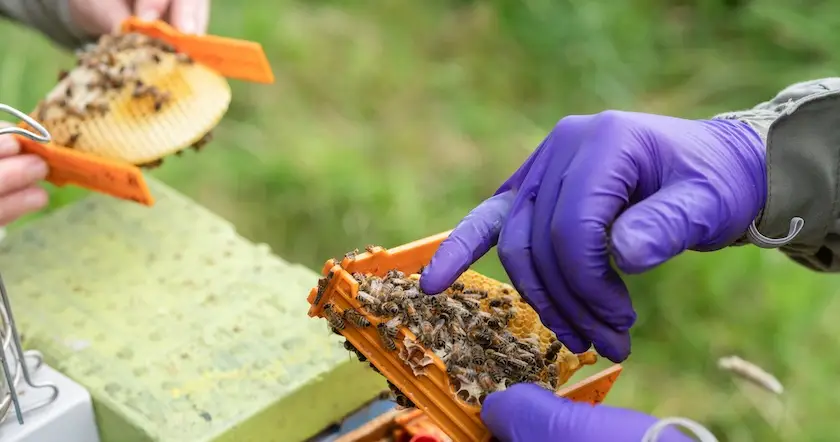 Queen bee breeding at Northumberland Honey Co in Northumberland, UK