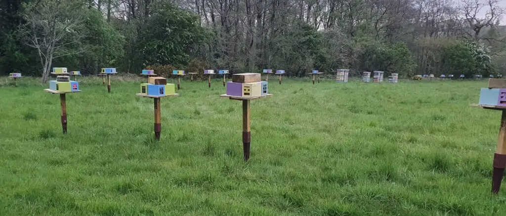 Commercial honey-producing colonies used for queen bee selection and daughter testing in Northumberland