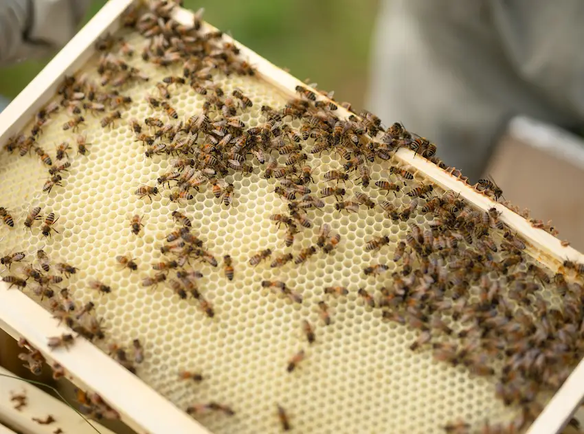 Northumberland Honey Co manages honey production from its own bee colonies through to extraction and packing, maintaining traceability from hive to jar.